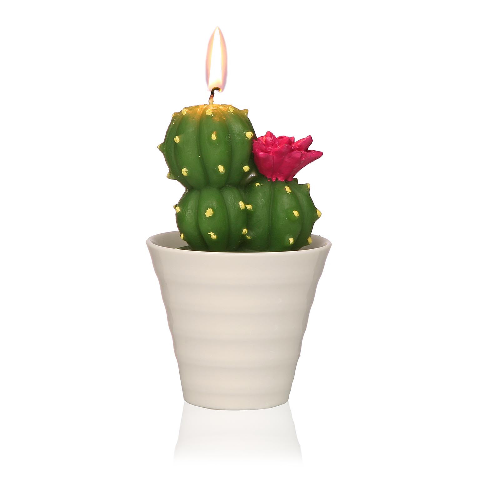 CANDLE CACTUS WITH POT