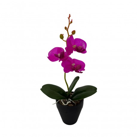POTTED ASSORTED ORCHID FLOWER