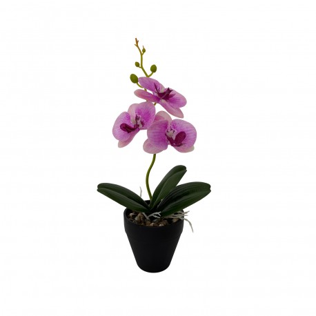 POTTED ASSORTED ORCHID FLOWER