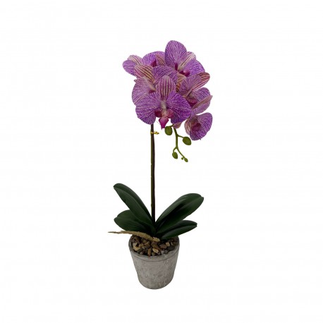 POTTED ASSORTED ORCHID FLOWER