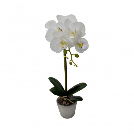 POTTED ASSORTED ORCHID FLOWER