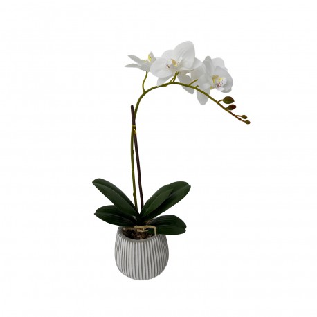 POTTED ASSORTED ORCHID FLOWER