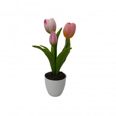 POTTED ASSORTED TULIP FLOWER