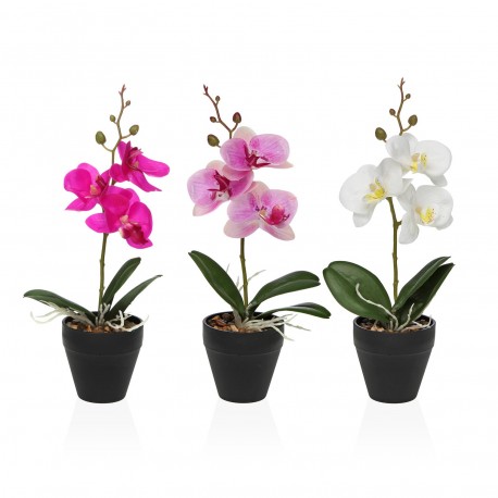 POTTED ASSORTED ORCHID FLOWER