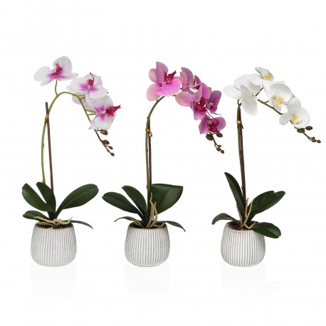 POTTED ASSORTED ORCHID FLOWER