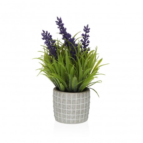 POTTED LAVENDER PLANT