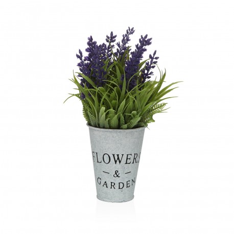 POTTED LAVENDER PLANT