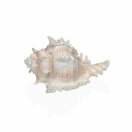 SMALL SEA CONCH