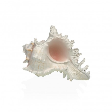 SMALL SEA CONCH