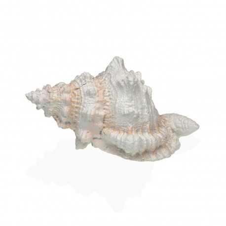 MEDIUM SEA CONCH