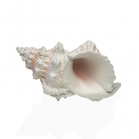 MEDIUM SEA CONCH